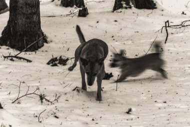 Siyah beyaz kedi ormanda yürüyor.