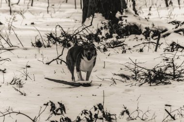 Kış orman oynayan köpek