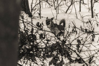 Kış parkında bir sincap.