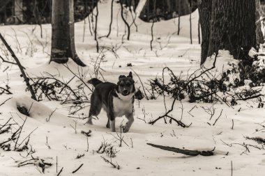 Köpek kış ormanlarında teriyer yetiştirir.