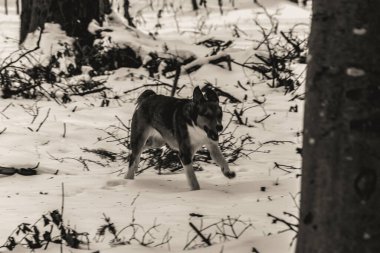 Kışın ormandaki gri kurt.