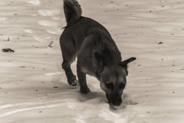 Kara köpek karda yürüyor.