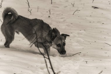 Karla kaplı bir tarlada köpek portresi