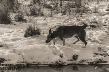 Kış ormanında kar altında bir köpek. Rusya 'nın doğası, Sibirya, Altai Bölgesi.