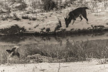 Hayvanlar, Doğa, Evcil Hayvanlar, Siyah ve Beyaz Fotoğraflar, Tek Renkli Fotoğraflar - Urope, Doğu Avrupa
