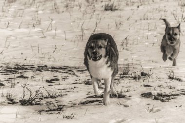 Kışın köpek karda