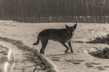 Hayvanlar, Doğa, Evcil Hayvanlar, Siyah ve Beyaz Fotoğraflar, Tek Renkli Fotoğraflar - Urope, Doğu Avrupa