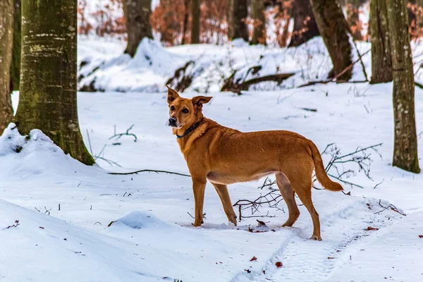 Kızıl köpek kışın ormanda yürüyor..