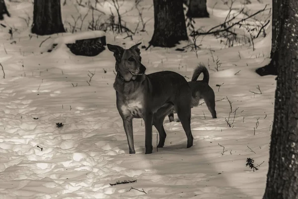 Kara geyik kış ormanında
