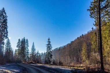 Ormanda güzel bir yol manzarası.