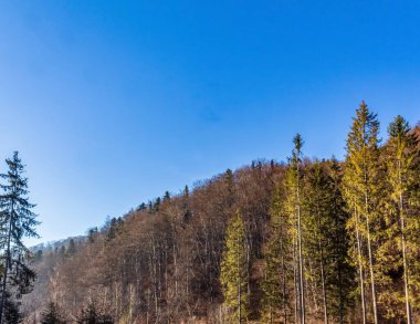 Ormanın güzel manzarası