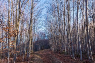 forest in the early autumn morning