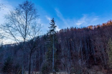 Orman ve mavi orman kışın