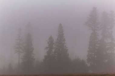 Dağlardaki kış ormanlarında sis