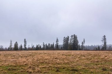 Ağaçlar ve otlarla dolu sonbahar manzarası
