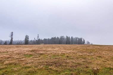 Arkasında büyük bir ağaç olan bir tarlanın manzarası