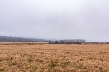 Kışın ağaçlarla kaplı çimen tarlasının güzel bir görüntüsü.