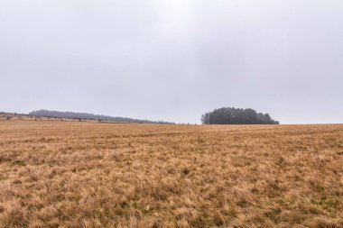Ormanda buğday tarlası olan güzel bir manzara.