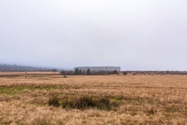 Ormanı ve bulutlu gökyüzü olan güzel sonbahar manzarası