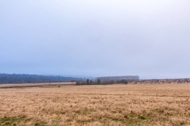 Bulutlu bir havada güzel bir orman manzarası