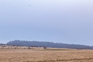 Arka planda bir ağaç ve göl olan güzel bir manzara.