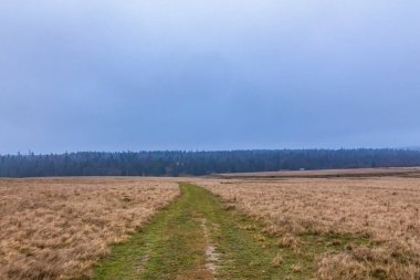Ormandaki bir yol manzarası