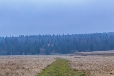 Ormanda sonbahar sabahı, Rusya