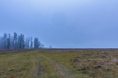 Ağaçlar ve ormanlarla dolu güzel sonbahar manzarası