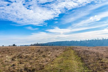 Bahar ormanlarında kırsal bir yolun güzel manzarası.