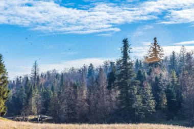 Ağaçlar ve dağlarla dolu güzel sonbahar manzarası