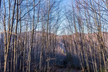 Dağlardaki ormanın güzel manzarası