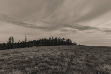 Bulutlu gökyüzünün arka planında bir ağaç olan bir alanın gri tonlu görüntüsü