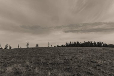 Buğday tarlası olan güzel bir manzara.