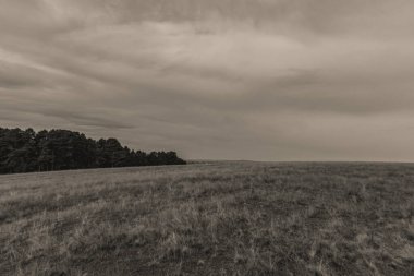 Bir çimen tarlasının gri tonlu görüntüsü.