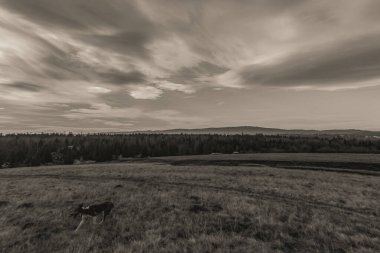 Bulutlu bir gün batımında tarlada yürüyen bir köpeğin güzel manzarası.