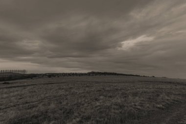 Bulutlu bir günde bir ağaç tarlasının dikey gri tonlu görüntüsü.