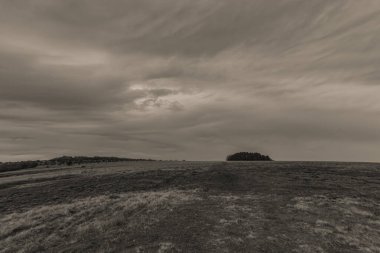Arkasında ağaçlar olan güzel bir tarla görüntüsü.