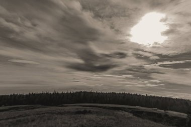 bir ağacın siyah beyaz görüntüsü