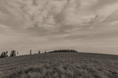 Ağacı ve tarlası olan güzel bir manzara.