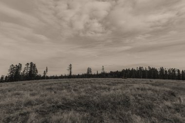 Bulutlu bir gökyüzünün altında çimen tarlasının güzel bir görüntüsü.