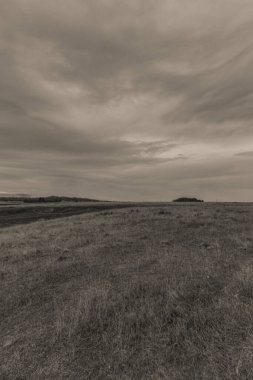 Çayırların ve otların güzel manzarası