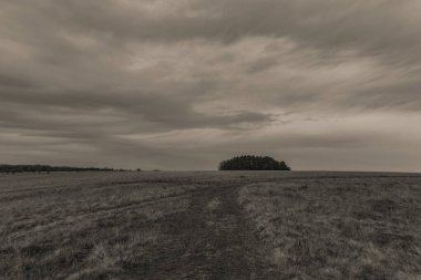 Ağaçlı karanlık bir yolun güzel bir görüntüsü.