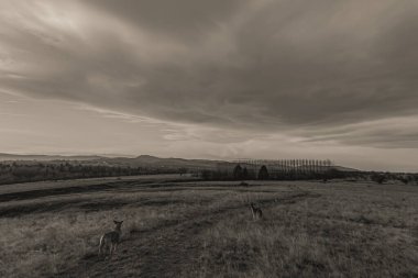 Dağlarda bir ağacı olan güzel bir manzara.