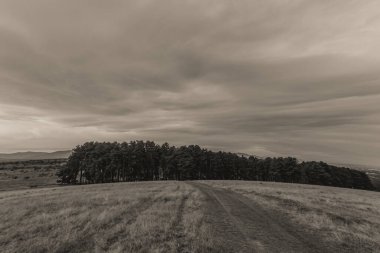 Landscapes, Forest, Carpathians, Photos of nature -Black and white photos, monochrome photos - Europe, Eastern Europe