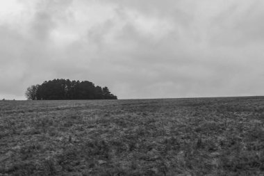 Eski siyah beyaz renkli ağaç..