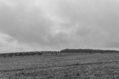 Bulutlu gökyüzünün altındaki buğday tarlasının gri tonlu görüntüsü