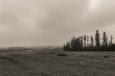 Landscapes, Forest, Carpathians, Photos of nature -Black and white photos, monochrome photos - Europe, Eastern Europe