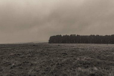 Kışın kırsal kesimde ağaçlar ve sislerle kaplanmış karanlık bir manzara.