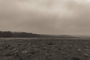 Hollanda 'daki sisli ormanın siyah beyaz güzel bir görüntüsü.