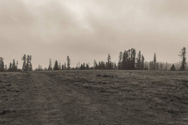 Kırsal kesimdeki ormanın siyah beyaz fotoğrafı.